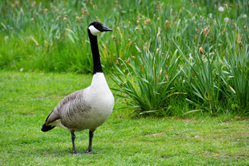 Kanadagans im Park