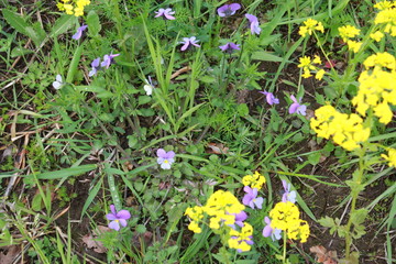 spring flowers in the city yard  