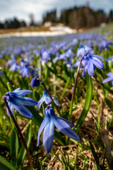 Natural background with sky, green grass and flowers