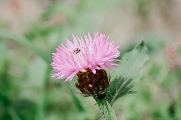 bee on a flower