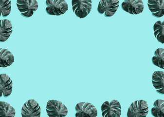 Tropical plant Monstera leaves overhead view flat lay