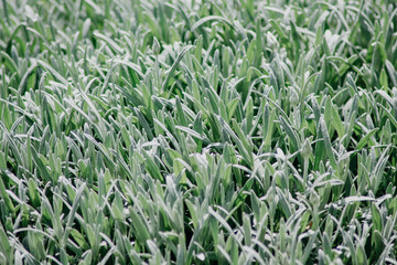 green grass with water drops