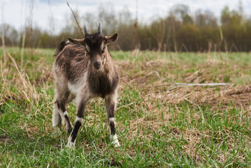 Small  goat on the farm.