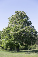 Obraz premium Rosskastanie in blüte