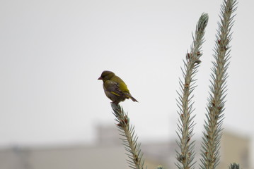 bird on a branch