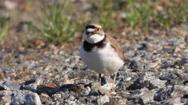 Flussregenpfeifer&nbsp;(Charadrius dubius)