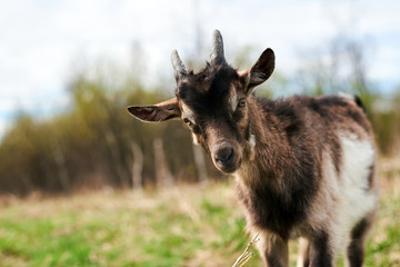 Small goat on the farm.