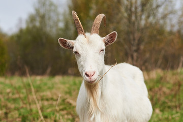 White goat on the farm. 