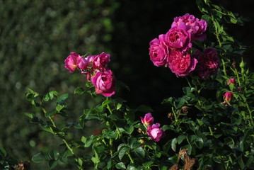 pink roses in the garden