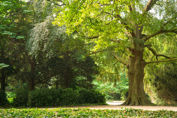 old beech tree in shadow,  public park Stadhuistuin, Tiel, The Netherlands