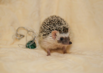African hedgehog on a neutral background.