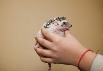 African hedgehog on a neutral background. © Alice Kolesnikova