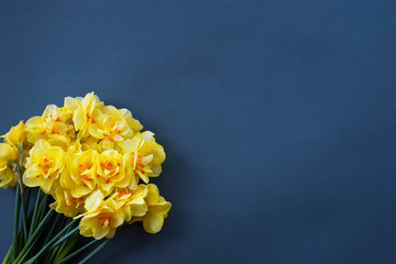 Colorful fresh yellow daffodils on a dark blue background conceptual. Spring floral pattern. Yellow narcissus top view flat lay. Card with flowers , place for text