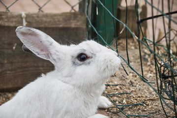 Little cute white rabbit on a farm