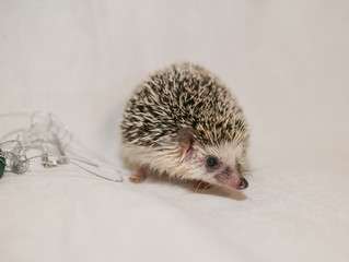 Obraz premium African hedgehog on a neutral background.