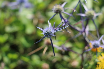 Cretan eryngium