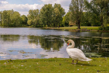 cisne en el lago © MatasNicols