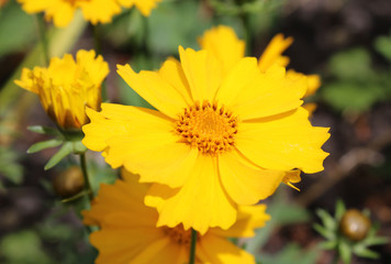 The bright vibrant yellow flower of a Coreopsis plant also known as Tickseed.