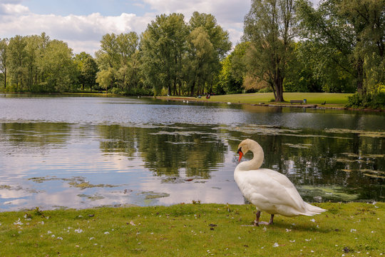 cisne en el lago