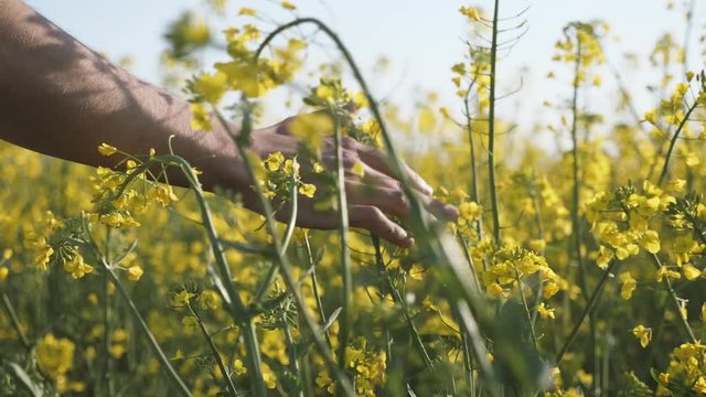 Male hand moving and touching the blossoming flowers of rapeseed in slo-mo  