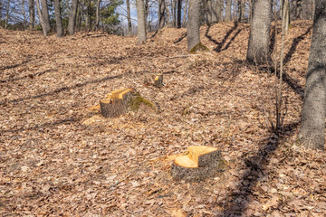 Oak cutting is not legal, vandalism in an oak grove