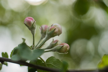 buds on branch of tree in spring
