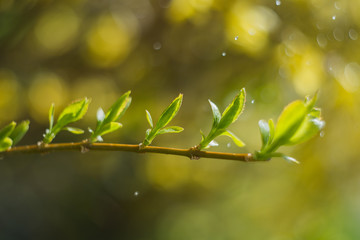 spring leaves on green background
