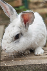 Little cute white rabbit on a farm