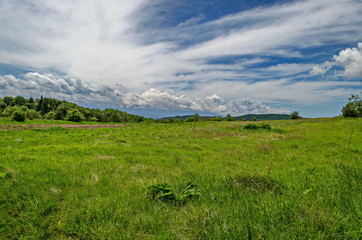 Fototapeta premium Majestic coniferous and deciduous forest, fresh glade with different grass and wildflower in Plana mountain at background of Rila mountain, Bulgaria 