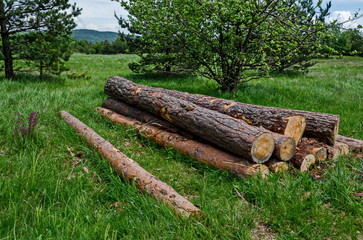 View of side pile or stack of wood logs in springtime glade, Plana mountain, Bulgaria 