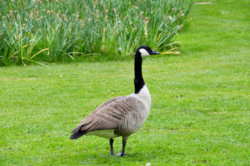 Kanadagans im Park
