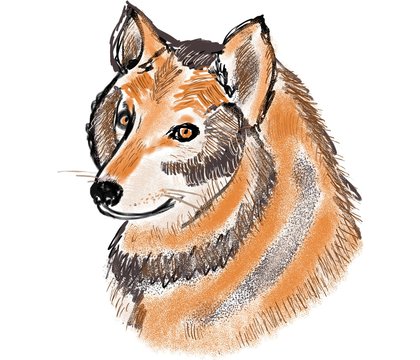 Wolf fantasy portrait with colorful fur. She-wolf head in orange, brown colors. Cute strong animal painting for print, poster, t shirt design, cover, surface, clothes. Wildlife cartoon character