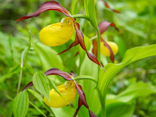 The lady's slipper. Three yellow flowers bloomed in early summer.