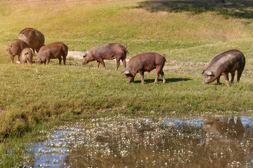 Fototapeta na wymiar Iberian pigs grazing in the countryside