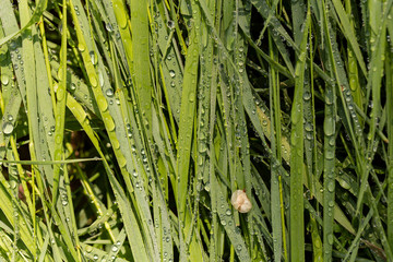 Hay after rain. A lot of water droplets on the grass. The impact of natural phenomena on the flora.