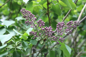 lilac flowers in the courtyard   