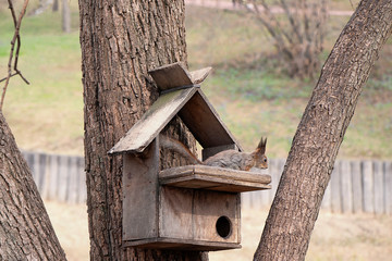 Squirrel on a tree with his house, looking down. Brown animal rodent in natural nature.