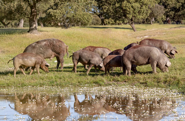 Naklejka na ściany i meble Iberian pigs grazing in the countryside