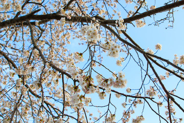Beautiful cherry blossoms. sakura flowers in japan.