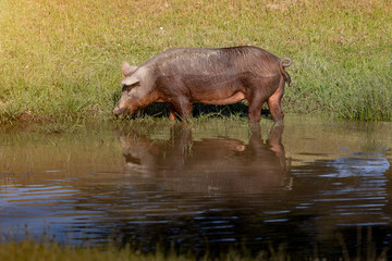 Iberian pigs taking a mud bath