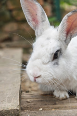 Little cute white rabbit on a farm