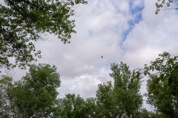 tree in the sky