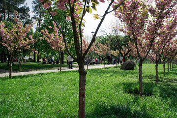 Obraz premium Sacura tree alley and decorative stone in middle.