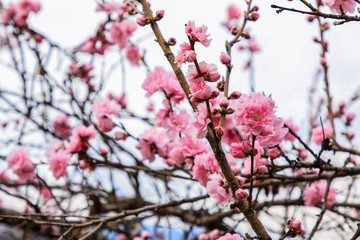 Beautiful cherry blossoms. sakura flowers in japan.