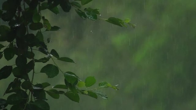 Rain in florest, nature