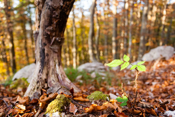 Wild plant leaf close up, autumn background.