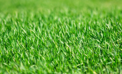 natural background with lots of young green juicy grass growing in agricultural field in spring