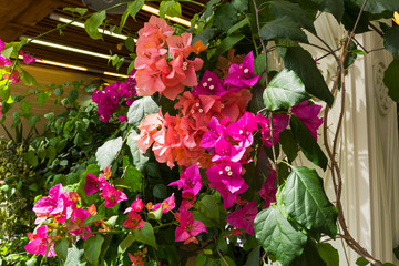 Blooming bougainvillea