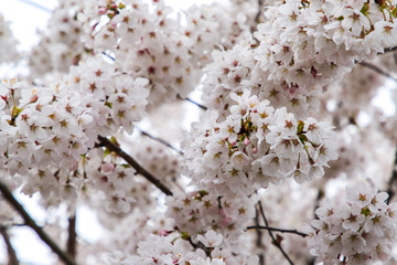 Beautiful cherry blossoms. sakura flowers in japan.