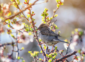 little bird Sparrow sits in the spring garden on a branch of cherry blossoms Sunny warm  morning